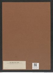 Diatomeae indet. (de-Toni-Nr.: Species 3706 ?) Zeichnungen Sammlung Grunow Mappe 04017 (Herbarium_W_Grunow_drawings_Folder_04017)